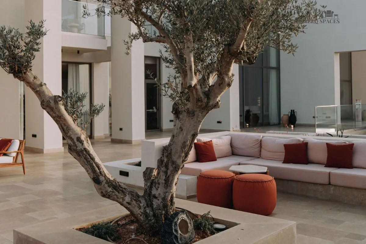 Patio softened with large planters and a potted olive tree